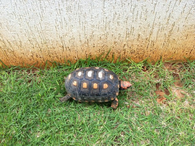 Brazil_Turtle